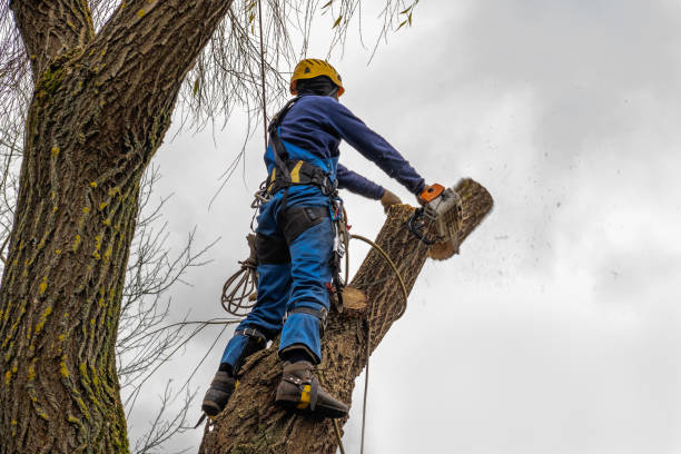 Best Local Tree Services  in Combe, LA